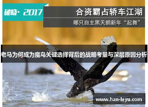 老马为何成为魔鸟关键选择背后的战略考量与深层原因分析